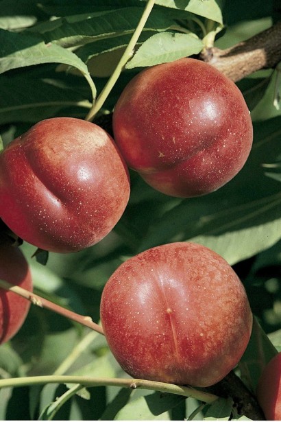 Нектарин колоновидний ‘Містер Персі’|Prunus persica var. nucipersica ‘Mr. Percy’|Нектарин колоновидный ‘Мистер Перси’ 